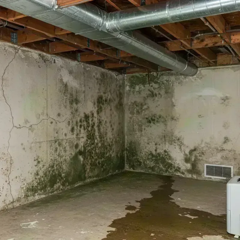 Professional Mold Removal in Dolton, IL